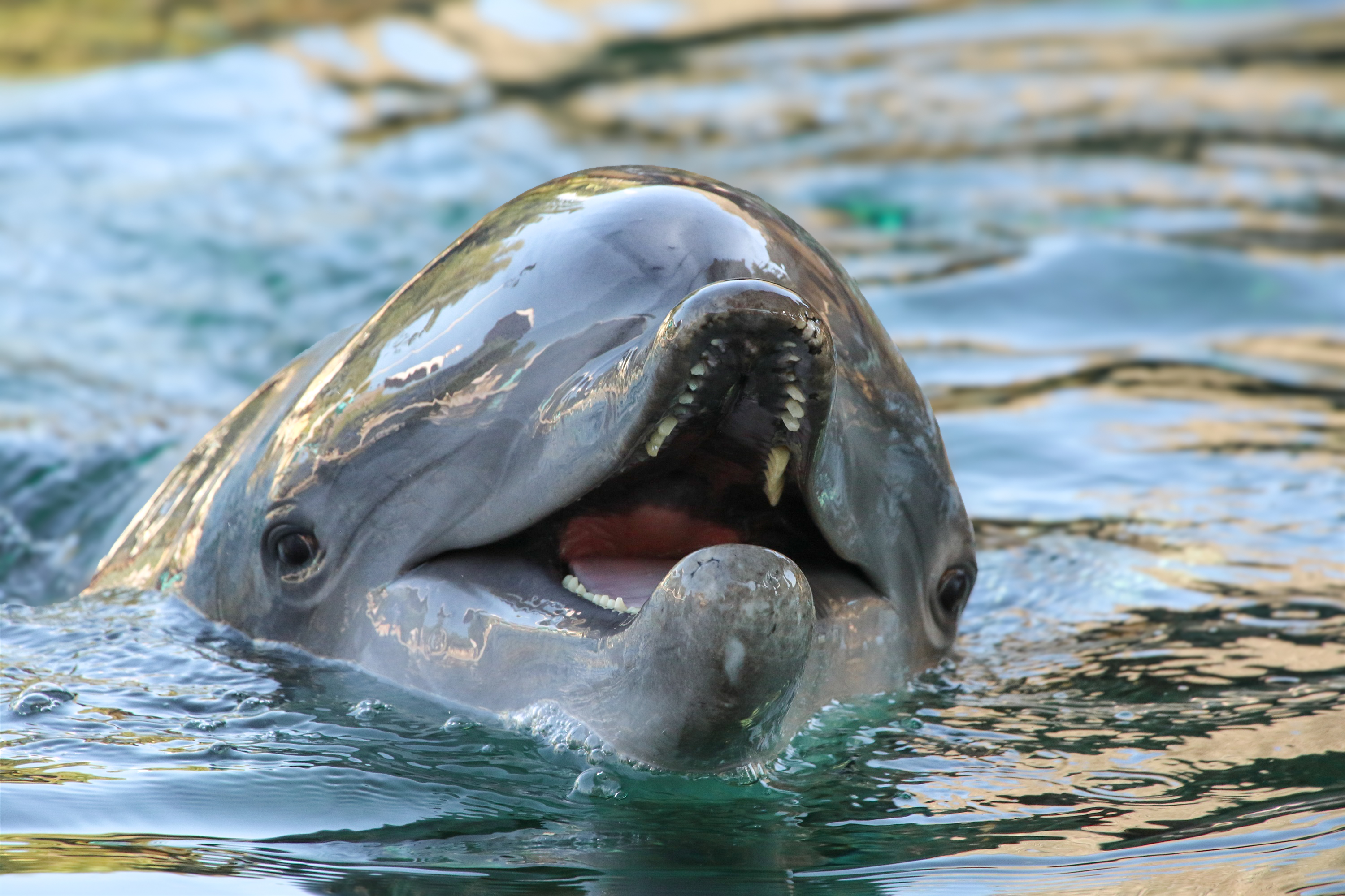 dolphin9